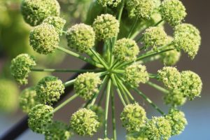 Beneficios-medicinales-de-la-angelica_thumb