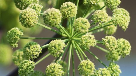 Beneficios-medicinales-de-la-angelica_thumb