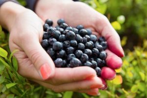 Bayas de Acai