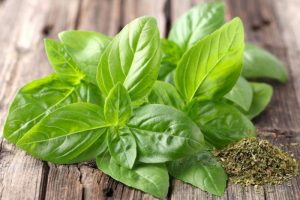 Albahaca