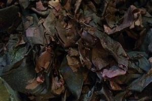 alga-dulse