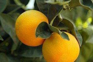 Los cítricos son alimentos que bajan los estrógenos