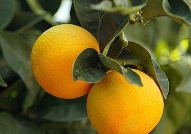 Los cítricos son alimentos que bajan los estrógenos