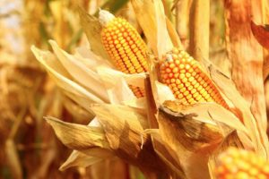 Alimentos transgenicos