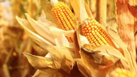 Alimentos transgenicos