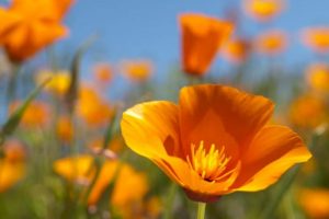 Amapola de California