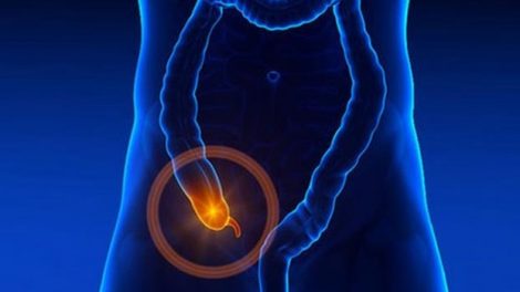 Las principales funciones del apéndice