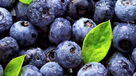 Arándanos contra la diarrea