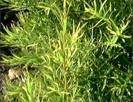 arbol-del-te-tea-tree