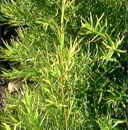 arbol-del-te-tea-tree