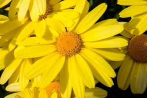 Arnica Montana