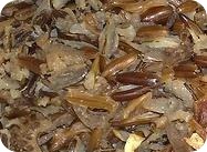 Beneficios del arroz salvaje