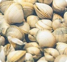 Beneficios del berberecho