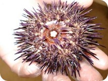 Beneficios del erizo de mar
