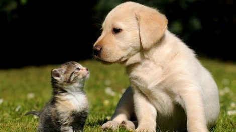 beneficios-gatos-y-perros