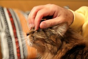 Beneficios para la salud de tener mascotas