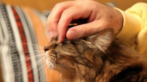 Beneficios para la salud de tener mascotas