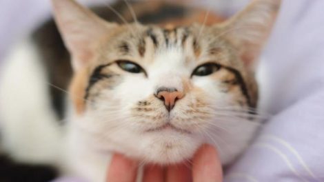 Beneficios de tener un gato en casa