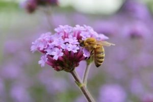 Verbena