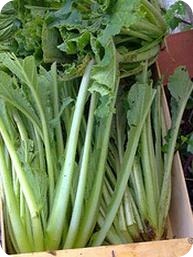 Propiedades de la borraja