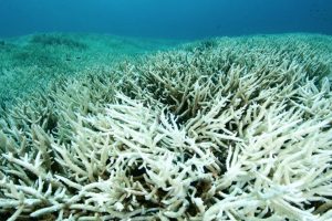 Calcio de coral