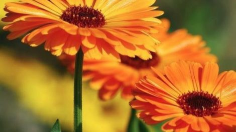 Caléndula para la piel