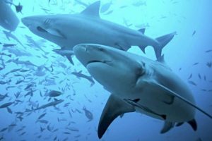 Beneficios del cartilago de tiburon