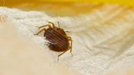 Consejos para detectar las chinches