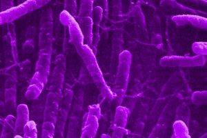 La bacteria Clostridium Novyi podría ayudar contra el cáncer