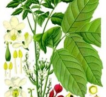 cocu-propiedades-beneficios