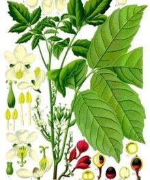 cocu-propiedades-beneficios