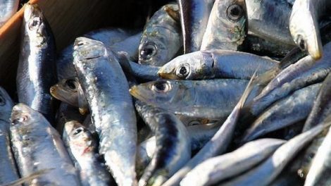 Cómo aportar más calcio a nuestro organismo sin consumir lácteos