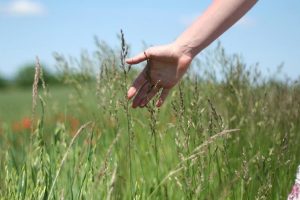 Cremas naturales con beneficios para cuidar las manos