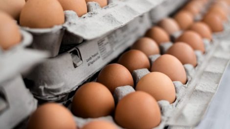 Crisis de huevos contaminados en Holanda