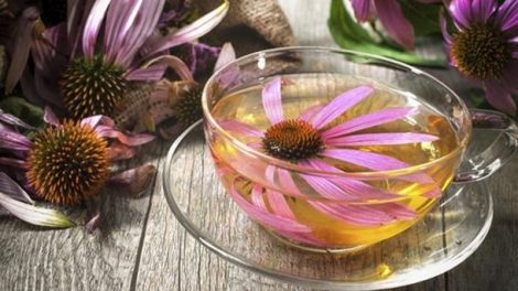 Receta de decocción de equinácea