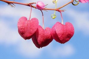 Día Mundial del Corazón