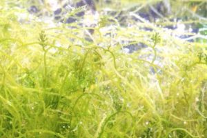 Espirulina