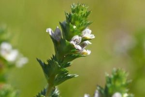 Eufrasia