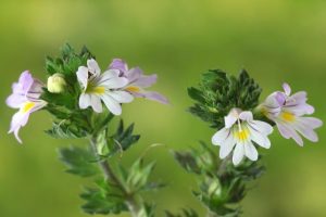 eufrasia