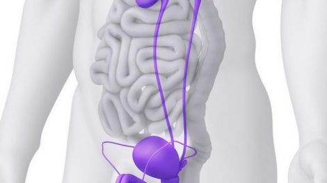 La formación de la orina