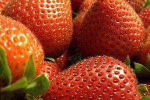 Propiedades de los frutos rojos