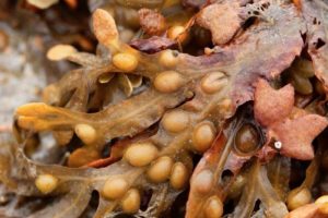 Fucus para adelgazar