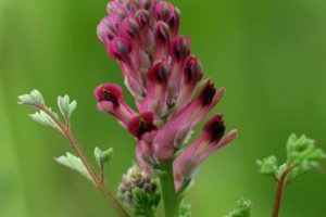 Fumaria Officinalis