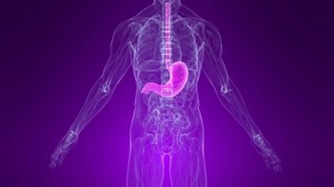 Principales funciones del estómago