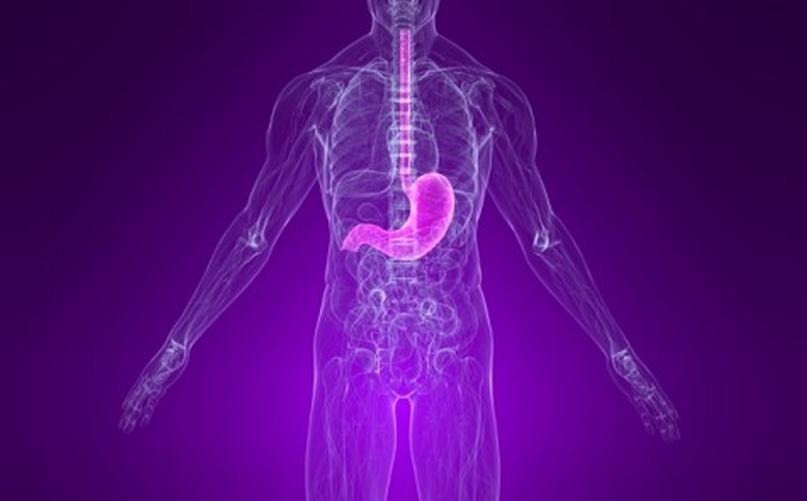 Principales funciones del estómago