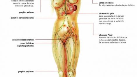 Ganglios linfáticos