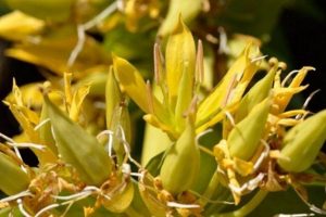 genciana