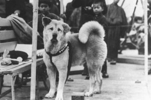 hachiko