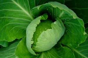 Los beneficios de la hoja de col caliente
