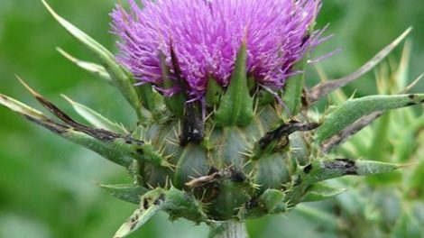 Cómo hacer una infusión de cardo mariano para el hígado